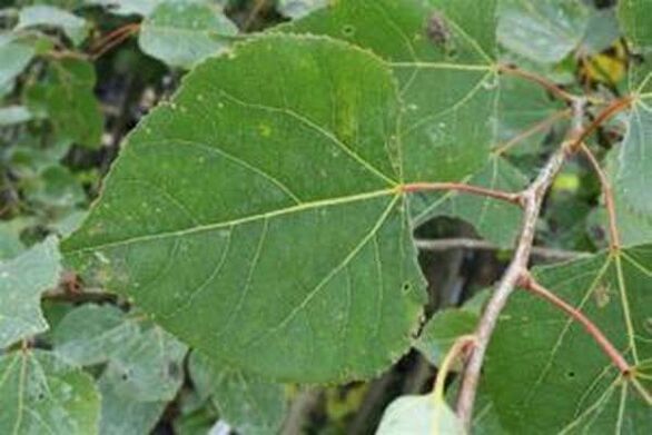 Aspen leaves for healing infusion